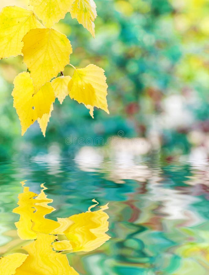 De herfstachtergrond met gele berkbladeren die in een water wordt weerspiegeld stock afbeeldingen De herfstachtergrond met gele berkbladeren die in een water wordt weerspiegeld stock afbeeldingen