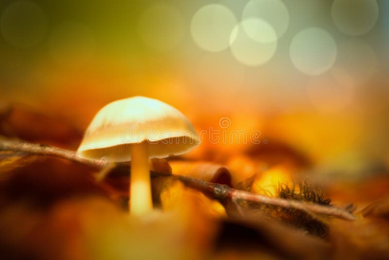 Dream mushroom, double exposure of an autumn toadstool with warm fall colours and a nice bokeh background. Dream mushroom, double exposure of an autumn toadstool with warm fall colours and a nice bokeh background