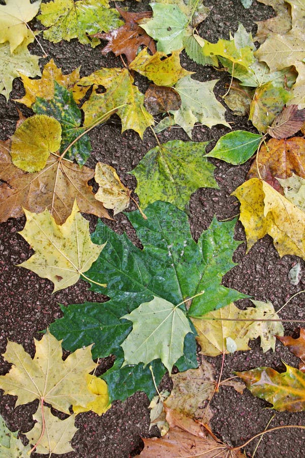 De herfstbladeren op asfalt Achtergrond royalty-vrije stock fotografie De herfstbladeren op asfalt Achtergrond royalty-vrije stock fotografie