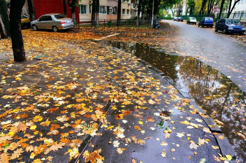 De herfstbladeren op natte straat stock fotografie De herfstbladeren op natte straat stock fotografie