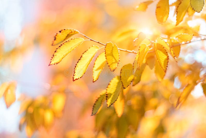 De herfstbladeren op de zon Daling vage bokeh achtergrond Zonnige dag Mooi kunstbeeld Zachte selectieve nadruk royalty-vrije stock foto's De herfstbladeren op de zon Daling vage bokeh achtergrond Zonnige dag Mooi kunstbeeld Zachte selectieve nadruk royalty-vrije stock foto's