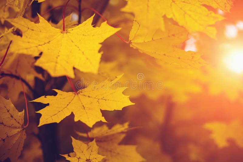De herfstbladeren in zonlicht Daling vage achtergrond, selectieve nadruk, geel seizoenconcept
