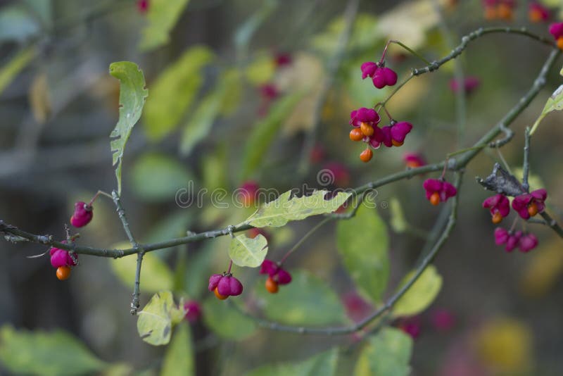 De herfstboom met wilde rode bessen en kleurrijke bladeren Selectieve nadruk royalty-vrije stock afbeeldingen De herfstboom met wilde rode bessen en kleurrijke bladeren Selectieve nadruk royalty-vrije stock afbeeldingen