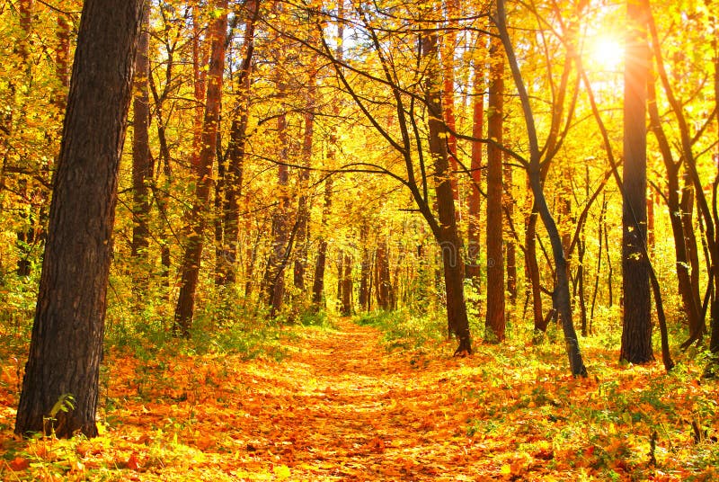 Herfstbos stock foto's