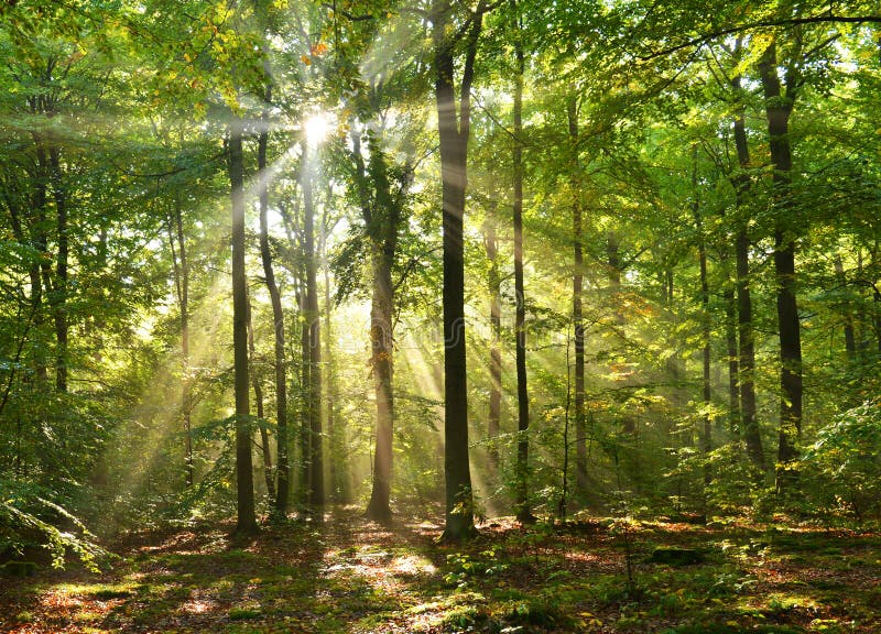 Beautiful sunbeams in magic beach forest - Poland. Beautiful sunbeams in magic beach forest - Poland