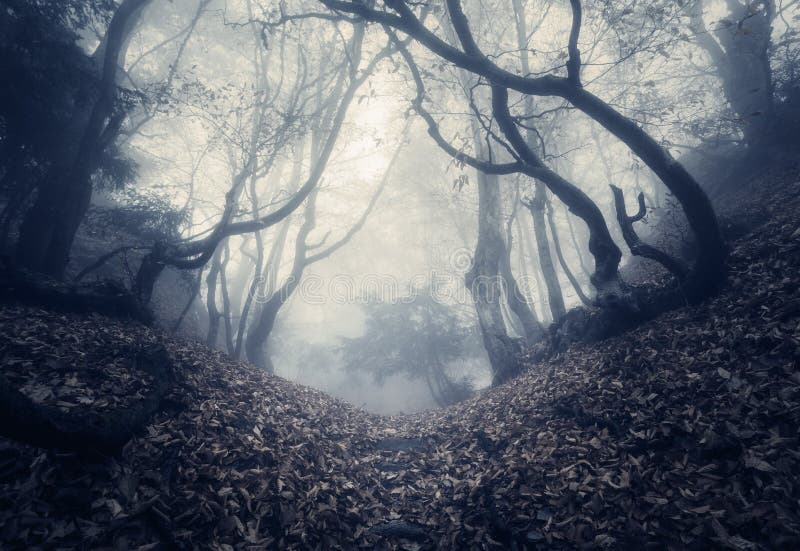 De herfstbos in mist Mooi Natuurlijk Landschap Uitstekende stijl royalty-vrije stock afbeeldingen De herfstbos in mist Mooi Natuurlijk Landschap Uitstekende stijl royalty-vrije stock afbeeldingen