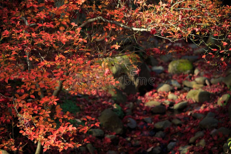 De herfstgebladerte in de Sankeien-Tuin, Yokohama, Kanagawa, Japan royalty-vrije stock afbeelding De herfstgebladerte in de Sankeien-Tuin, Yokohama, Kanagawa, Japan royalty-vrije stock afbeelding