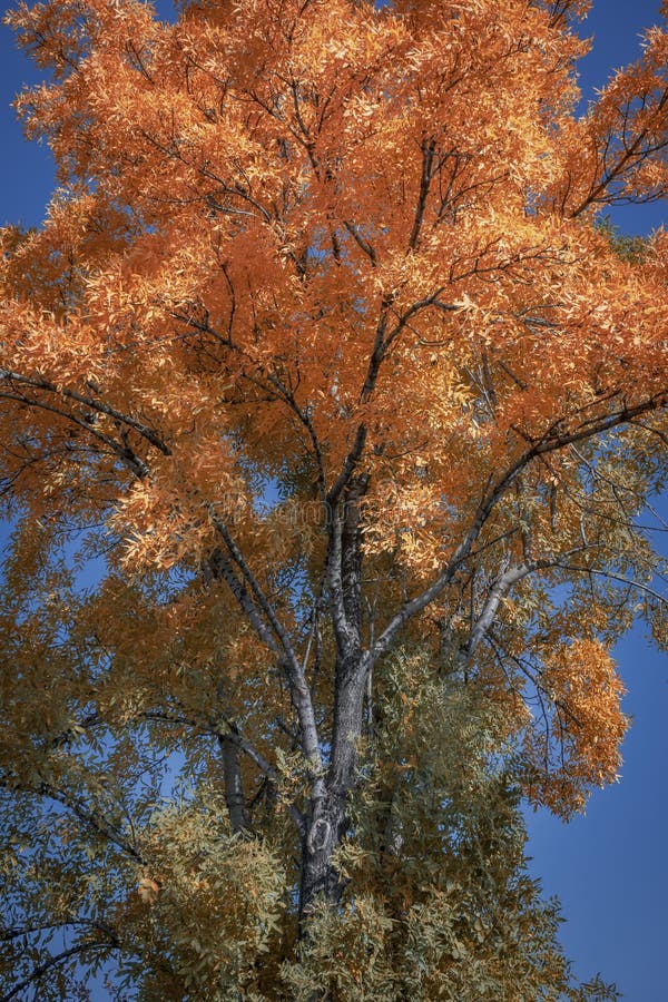 De herfstkleuren van bladeren op een boom royalty-vrije stock afbeeldingen De herfstkleuren van bladeren op een boom royalty-vrije stock afbeeldingen