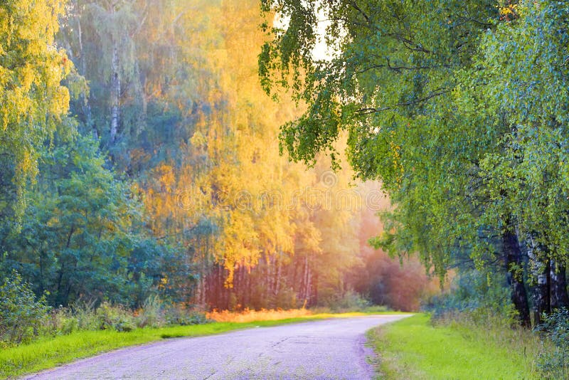 De herfstlandschap met weg en mooie gele gekleurde bomen Seizoengebonden de herfstlandschap stock afbeeldingen De herfstlandschap met weg en mooie gele gekleurde bomen Seizoengebonden de herfstlandschap stock afbeeldingen