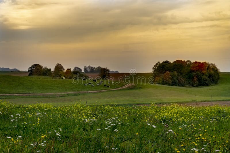 De herfstlandschap met weiden, koeien, gekleurde bomen royalty-vrije stock fotografie De herfstlandschap met weiden, koeien, gekleurde bomen royalty-vrije stock fotografie