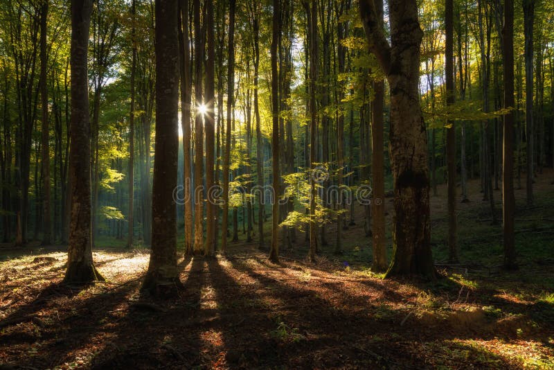 De herfstlandschap van het mooie bos royalty-vrije stock foto's De herfstlandschap van het mooie bos royalty-vrije stock foto's
