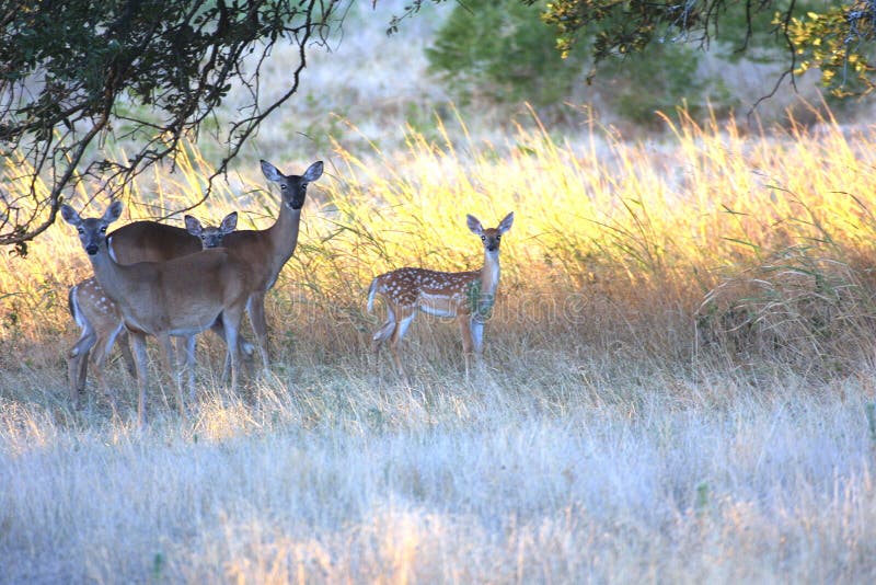 De Herten van Texas Whitetail royalty-vrije stock foto's De Herten van Texas Whitetail royalty-vrije stock foto's