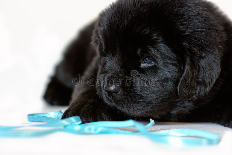 De het puppyhond van Newfoundland ligt droevig, op een witte achtergrond royalty-vrije stock afbeelding De het puppyhond van Newfoundland ligt droevig, op een witte achtergrond royalty-vrije stock afbeelding