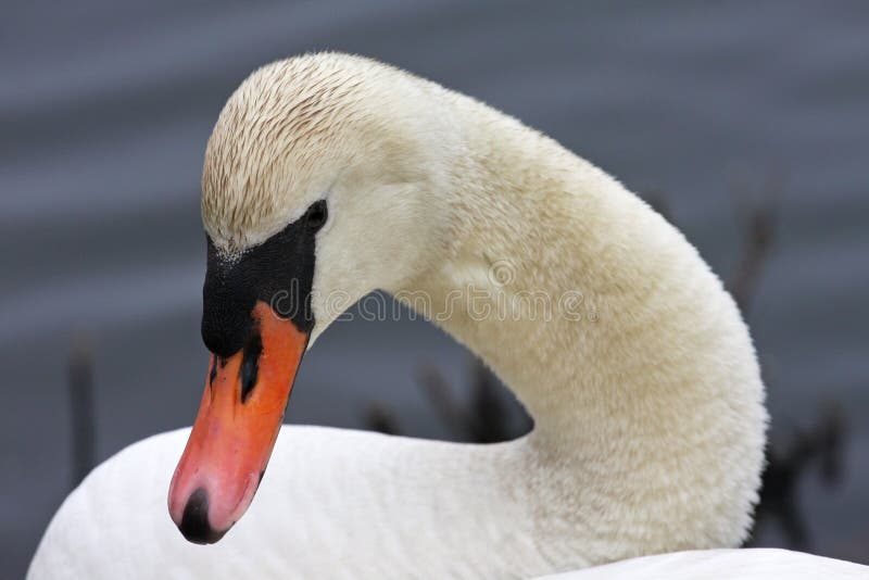 Close up of white Mute Swans head and neck. Close up of white Mute Swans head and neck.