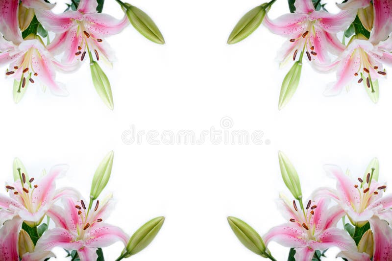 De hoekkader van leliebloemen royalty-vrije stock afbeelding De hoekkader van leliebloemen royalty-vrije stock afbeelding