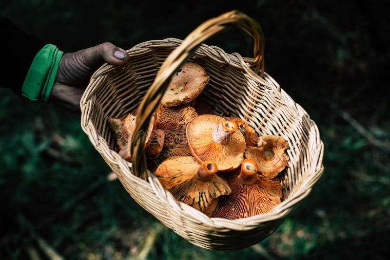 De holdingsmand van de mensenhand met geplukte bloedige melkglb paddestoelen royalty-vrije stock afbeelding De holdingsmand van de mensenhand met geplukte bloedige melkglb paddestoelen royalty-vrije stock afbeelding