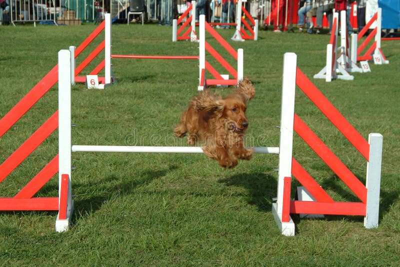 De hond die in de concurrentie springt toont royalty-vrije stock afbeelding De hond die in de concurrentie springt toont royalty-vrije stock afbeelding