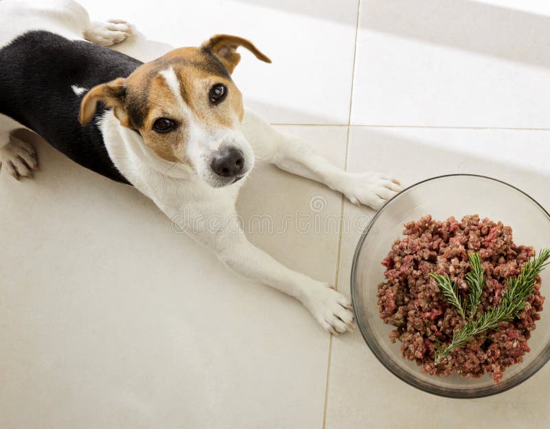 De hond die met kom ruw gehakt liggen stock afbeeldingen De hond die met kom ruw gehakt liggen stock afbeeldingen