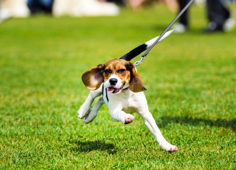 De hond die op een gang loopt Fitness, sport, mensen en joggingconcept royalty-vrije stock fotografie De hond die op een gang loopt Fitness, sport, mensen en joggingconcept royalty-vrije stock fotografie