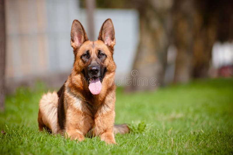 De hond die van de Duitse herder op gras ligt royalty-vrije stock afbeelding De hond die van de Duitse herder op gras ligt royalty-vrije stock afbeelding