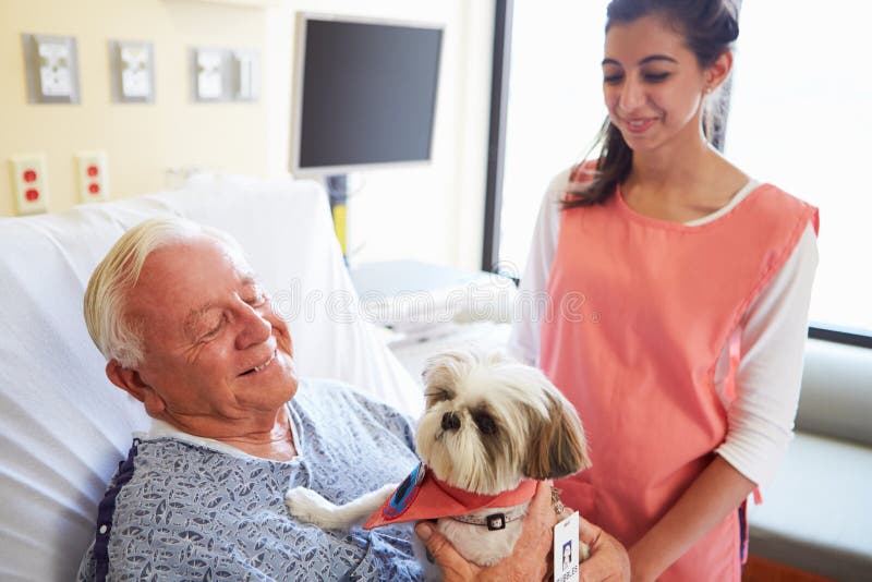 Pet Therapy Dog Visiting Senior Male Patient In Hospital With Female Volunteer Smiling. Pet Therapy Dog Visiting Senior Male Patient In Hospital With Female Volunteer Smiling