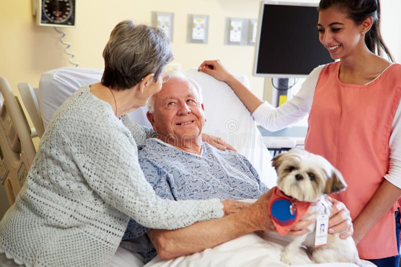 Pet Therapy Dog Visiting Senior Male Patient In Hospital Smiling At Wife With Volunteer Standing By Bed. Pet Therapy Dog Visiting Senior Male Patient In Hospital Smiling At Wife With Volunteer Standing By Bed