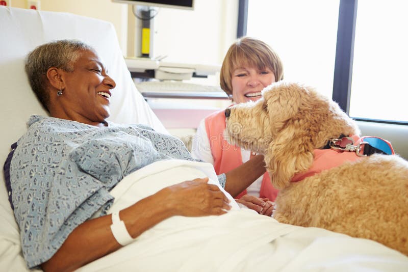 Pet Therapy Dog And Volunteer Visiting Happy Senior Female Patient In Hospital. Pet Therapy Dog And Volunteer Visiting Happy Senior Female Patient In Hospital