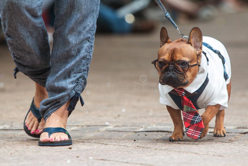 De hond draagt Harry Potter Costume At Atlanta Van een hond bedriegt Gebeurtenis