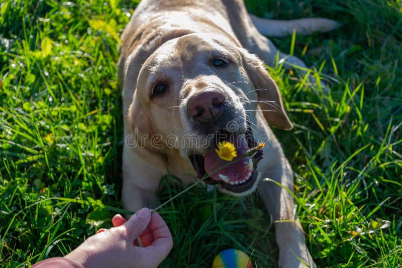 De hond eet paardebloemen en gras, vitaminedeficiëntie, uitgebalanceerd dieet Labrador royalty-vrije stock afbeelding De hond eet paardebloemen en gras, vitaminedeficiëntie, uitgebalanceerd dieet Labrador royalty-vrije stock afbeelding