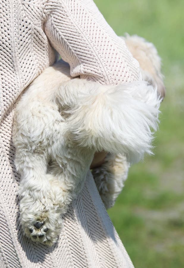 De hond en zijn eigenaar zijn de beste vrienden royalty-vrije stock foto De hond en zijn eigenaar zijn de beste vrienden royalty-vrije stock foto