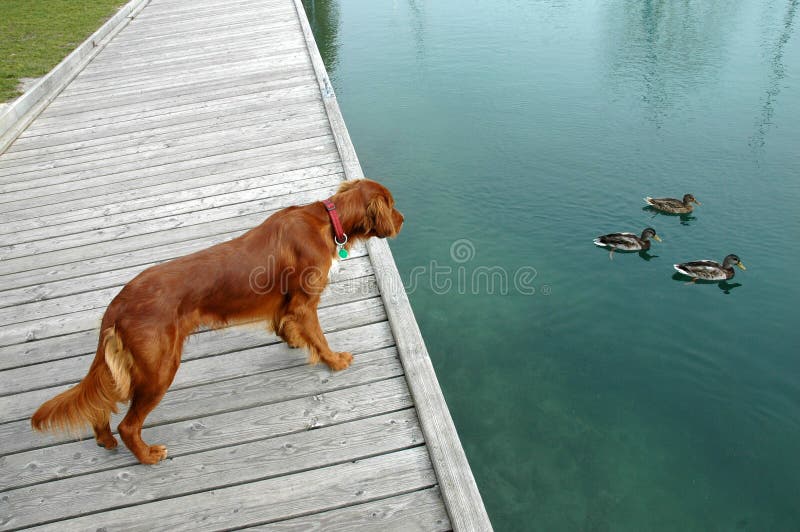 De hond let op eenden royalty-vrije stock fotografie De hond let op eenden royalty-vrije stock fotografie