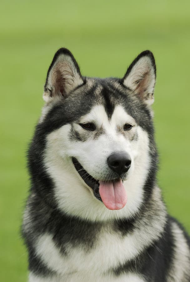 De hond Malamute van Alaska stock fotografie De hond Malamute van Alaska stock fotografie