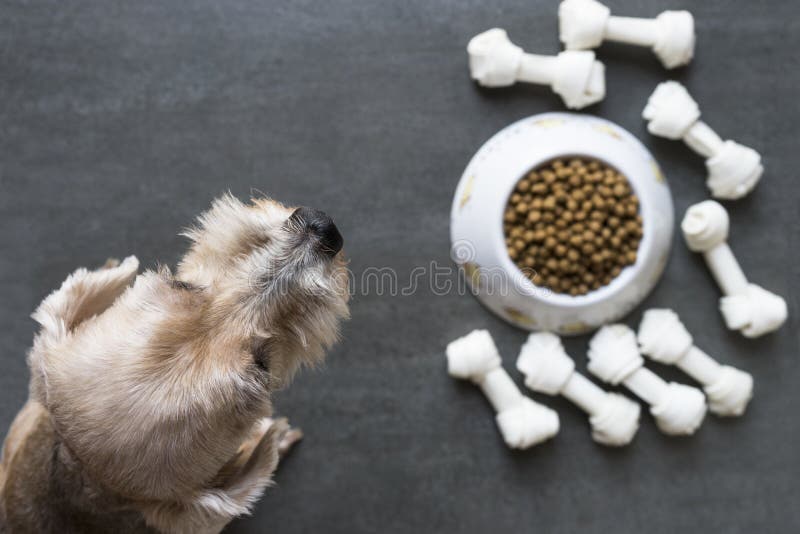 De hond naast een kom van verbrokkelt voedsel royalty-vrije stock foto's De hond naast een kom van verbrokkelt voedsel royalty-vrije stock foto's