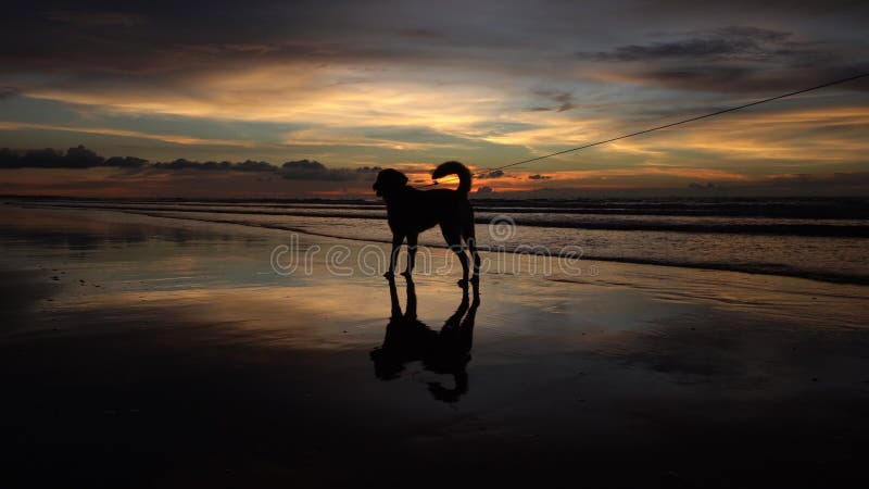 De hond op zee zonsondergang met een gouden achtergrond