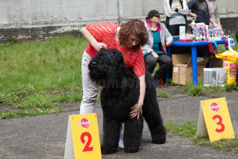 De hond toont stock foto's De hond toont stock foto's