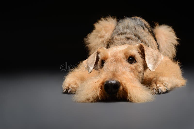 De hond is uw beste vriend royalty-vrije stock fotografie De hond is uw beste vriend royalty-vrije stock fotografie