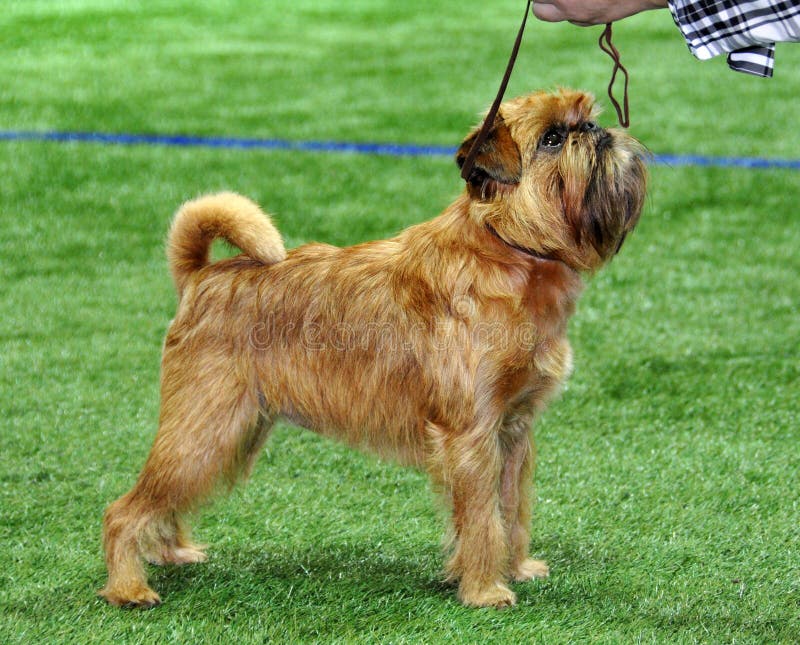 Brussels Griffon Dog. Originally bred to hunt and kill rats, this former Belgian street dog is a distinctive and unusual dog breed. Although he's small, he's hardly a pampered pooch. Affectionate and lively, his intelligence, sense of humor, and air of self-importance keep him one step ahead of his people. Brussels Griffon Dog. Originally bred to hunt and kill rats, this former Belgian street dog is a distinctive and unusual dog breed. Although he's small, he's hardly a pampered pooch. Affectionate and lively, his intelligence, sense of humor, and air of self-importance keep him one step ahead of his people.