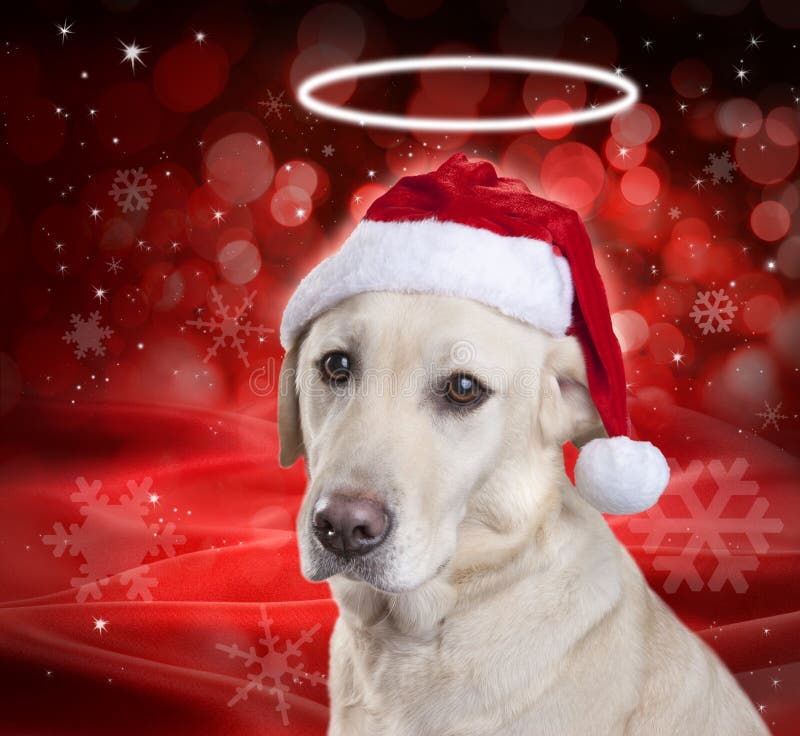 De Hond van de Engel van Kerstmis royalty-vrije stock foto De Hond van de Engel van Kerstmis royalty-vrije stock foto