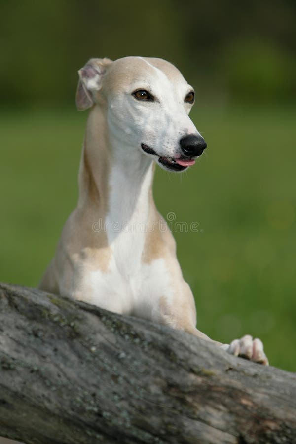 De hond van de whippet royalty-vrije stock afbeelding De hond van de whippet royalty-vrije stock afbeelding