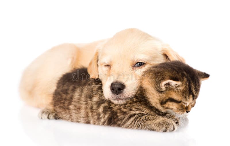 De hond van het babypuppy en weinig katjesslaap samen Geïsoleerde royalty-vrije stock foto's De hond van het babypuppy en weinig katjesslaap samen Geïsoleerde royalty-vrije stock foto's