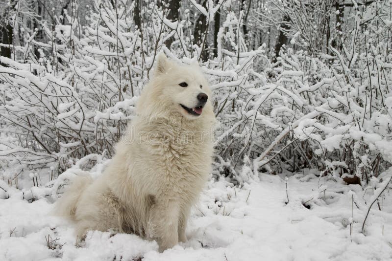 Samoyed dog in the snow bushes. Samoyed dog in the snow bushes