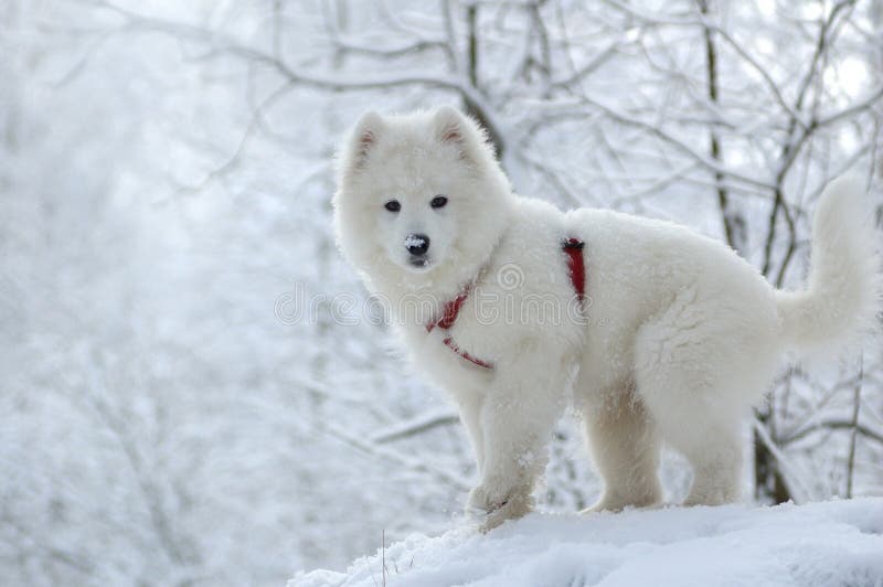 Samoyed dog - snow-white miracle of North. Samoyed dog - snow-white miracle of North