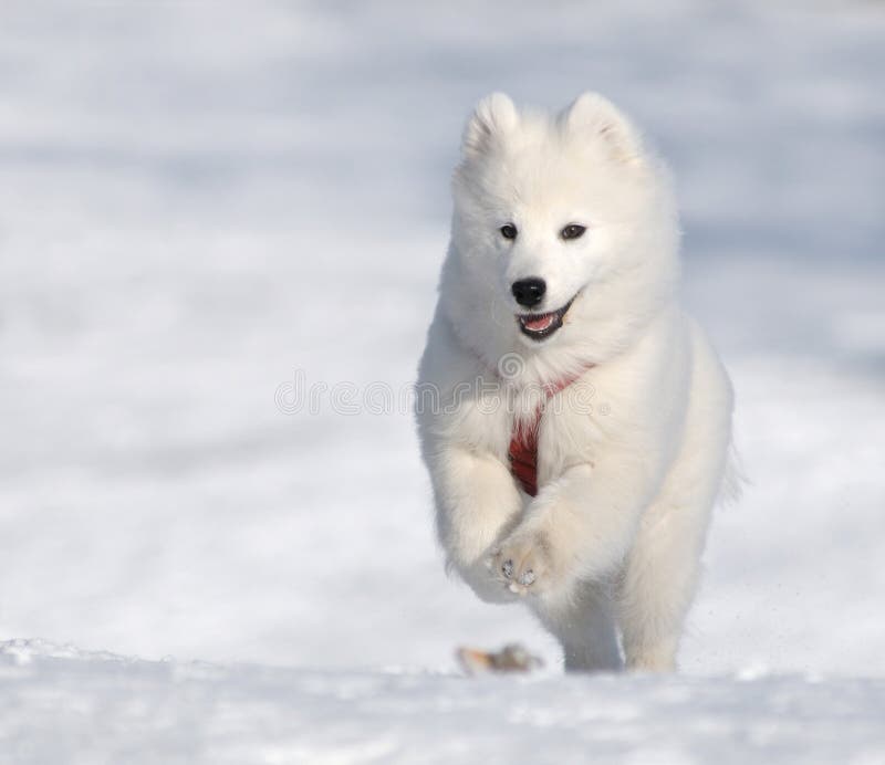 Samoyed dog - snow-white miracle of North. Samoyed dog - snow-white miracle of North