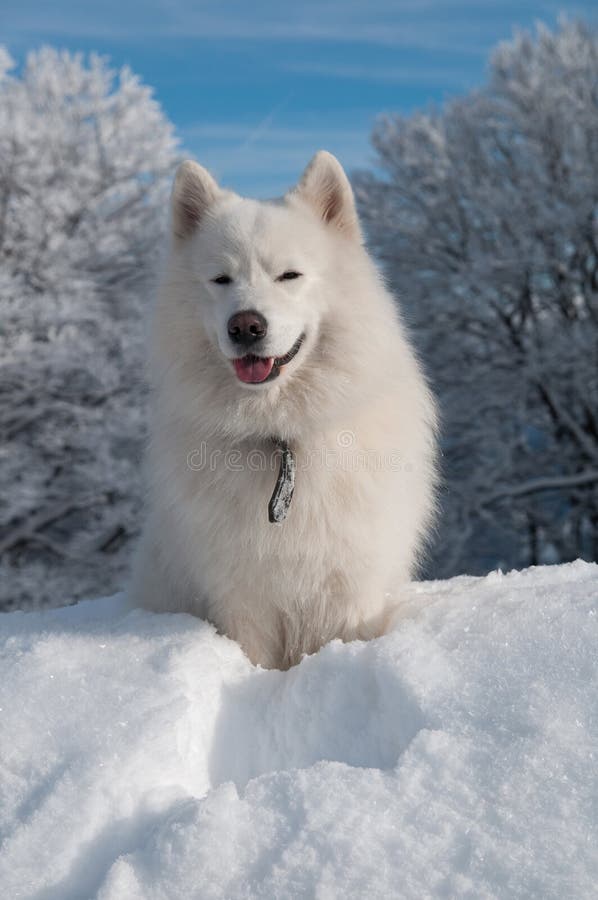 Samoyed Dog in winter. snow and cold - the perfect weather for him!. Samoyed Dog in winter. snow and cold - the perfect weather for him!