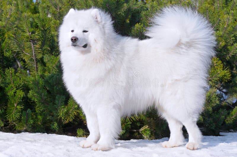 Samoyed dog on green background. Samoyed dog on green background