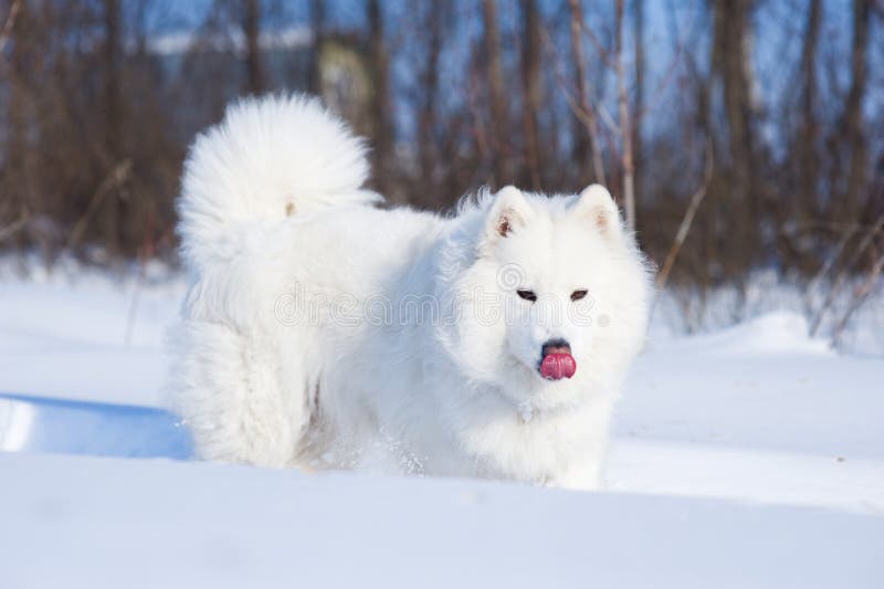 Licking samoyed dog on the snow. Licking samoyed dog on the snow