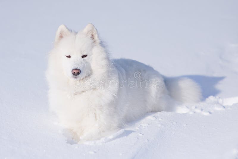 Samoyed dog laying on the snow. Samoyed dog laying on the snow