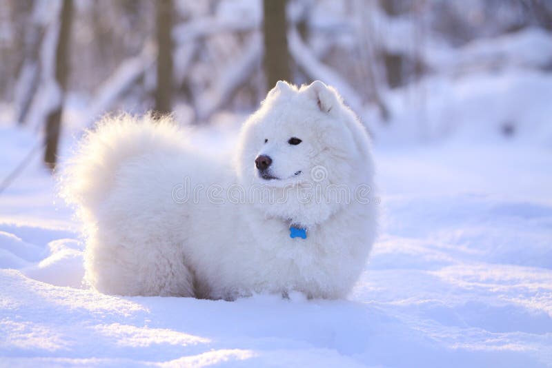 De hond van Samoyed in sneeuw stock foto De hond van Samoyed in sneeuw stock foto