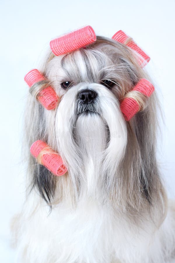 Shih tzu dog with curlers. Shih tzu dog with curlers.