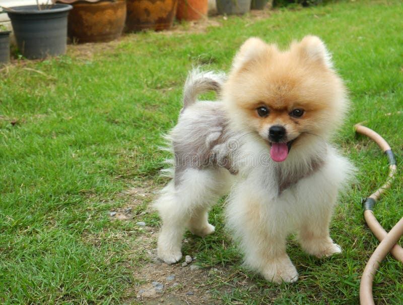 De Hond van Tzu van Shih stock foto De Hond van Tzu van Shih stock foto